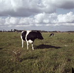 859621 Afbeelding van enkele koeien in een weiland, op een onbekende locatie, vermoedelijk omgeving Groenekan.